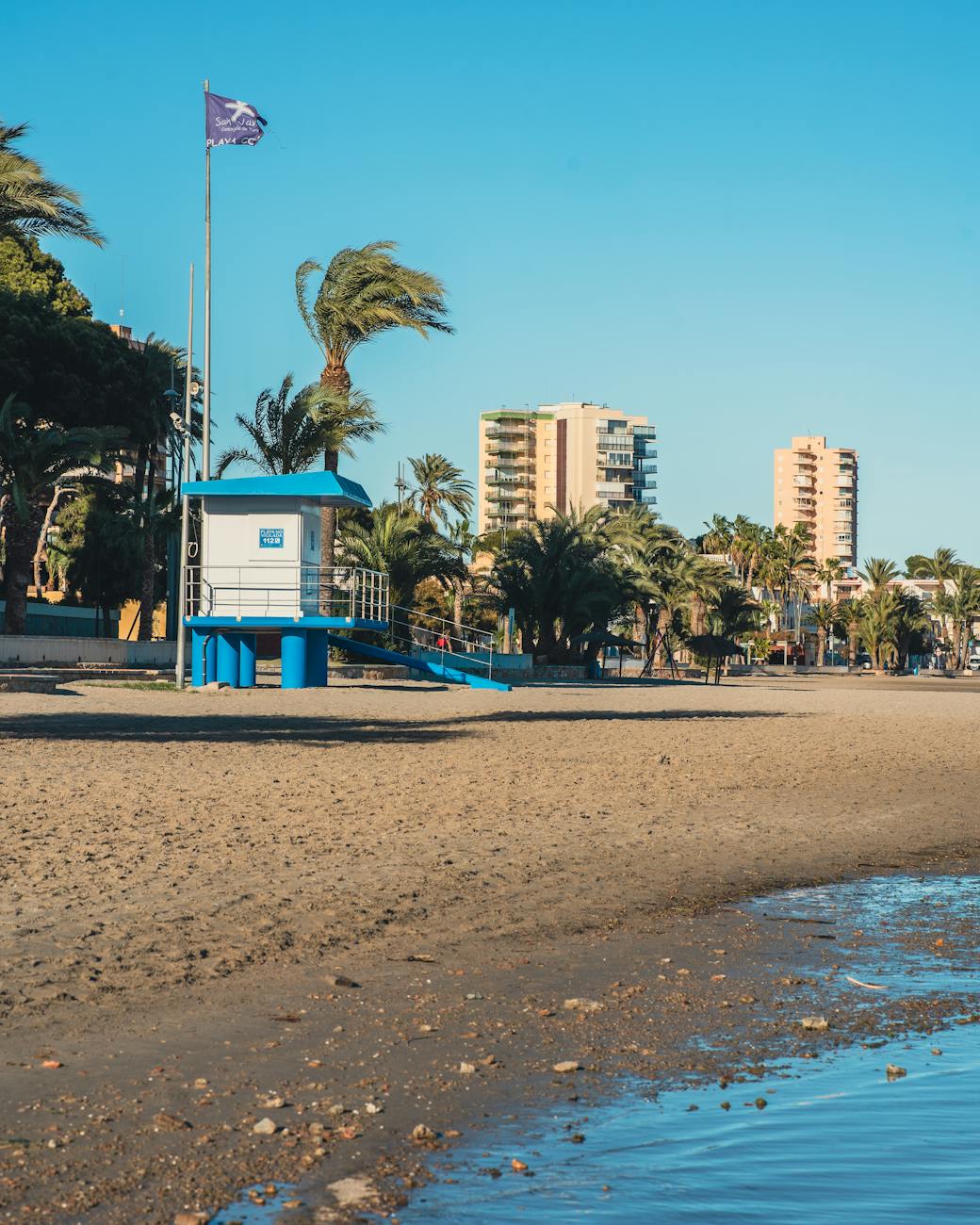palms on a sunny beach