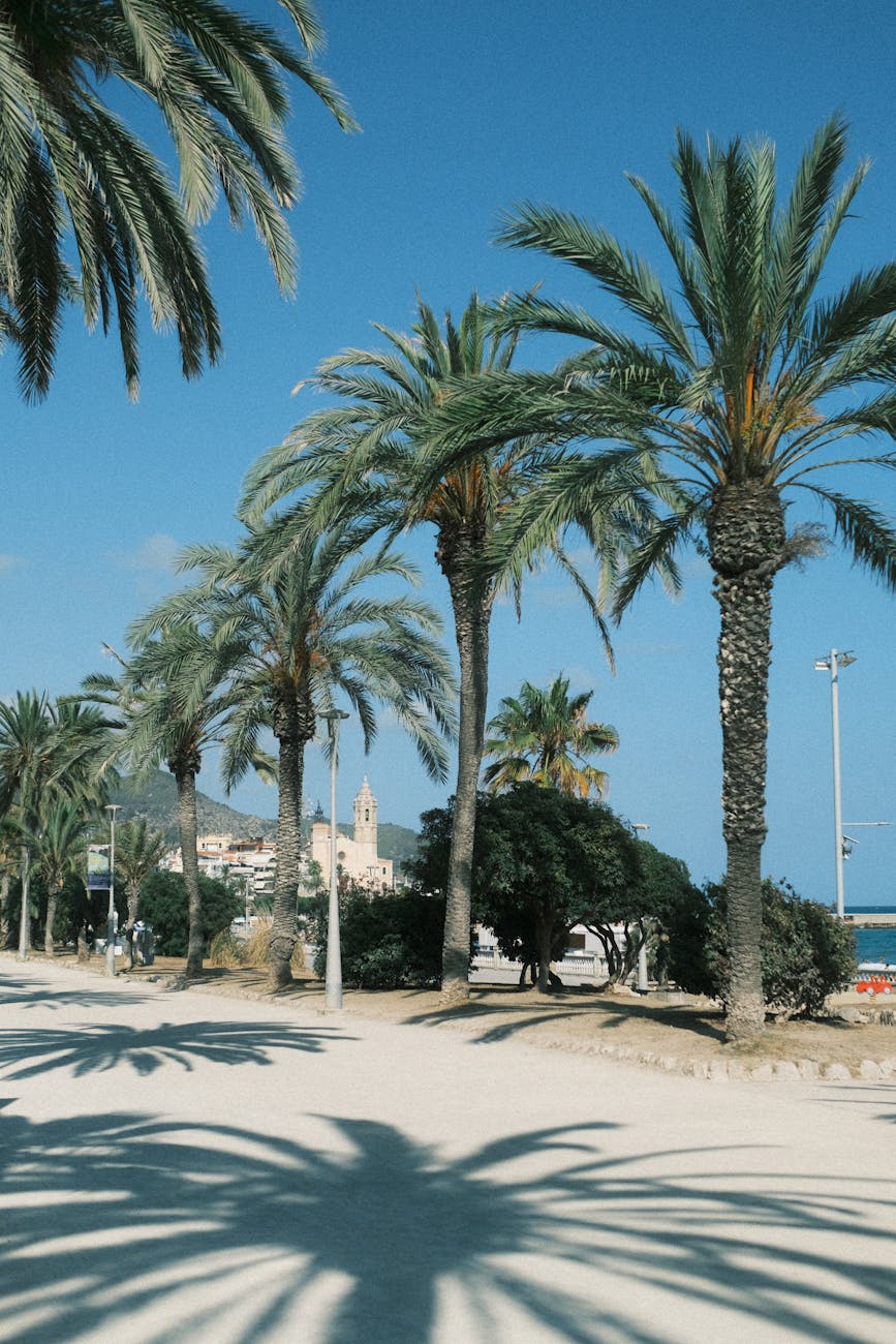 promenade under palm trees on sea coast